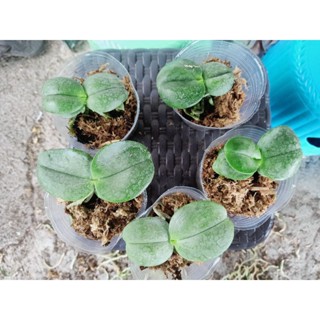 Jual Anggrek Phalaenopsis Gigantea Anggrek Raksasa Shopee Indonesia