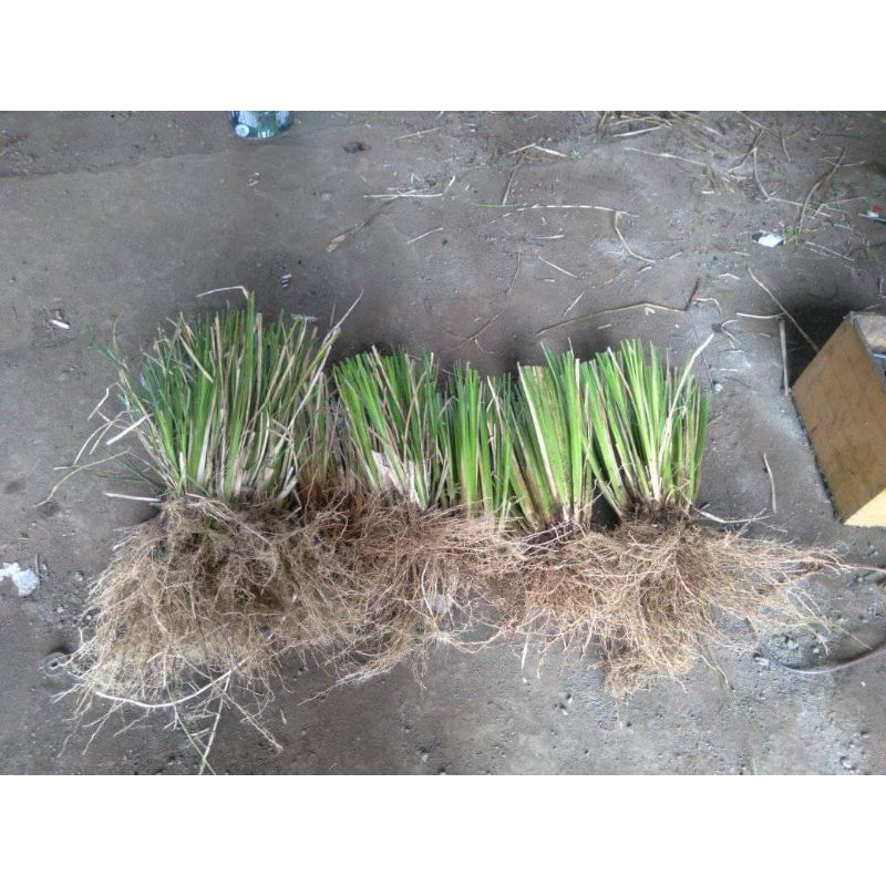 Jual Link Paket 1 Ton Rumput Vetiver Akar Wangi Pencegahan Erosi Tanah