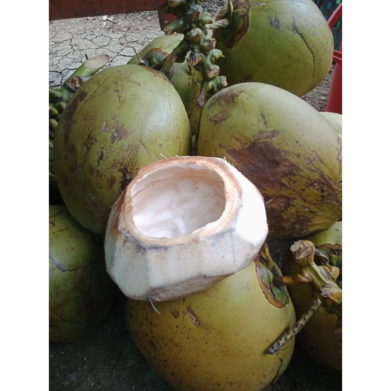 Jual Kelapa Muda Asli Kulon Progo Dijamin Segar Dan Manis Nya Shopee