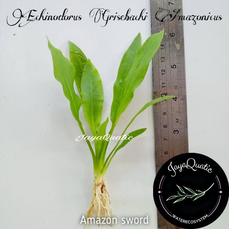 Jual Echinodorus Amazon Sword Grisebachi Amazonicus Tanaman