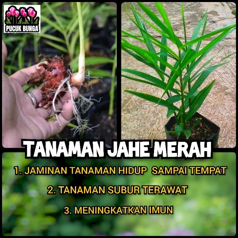 Jual Jahe Merah Bibit Jahe Merah Tanaman Herbal Jahe Merah Rimpang