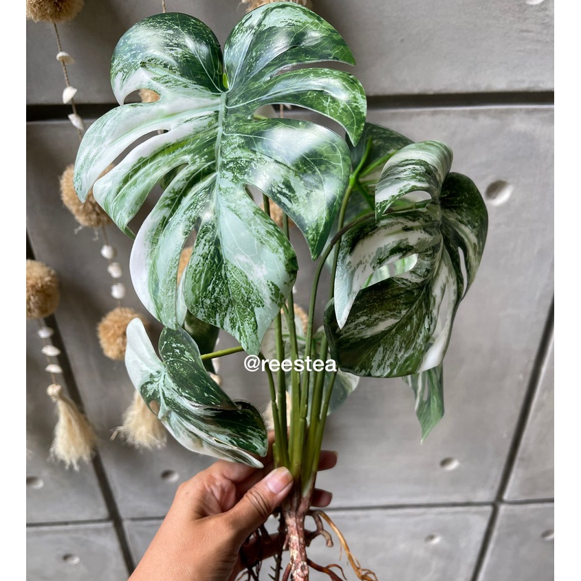 Jual Pohon Akar Monstera Variegata Daun 8 Artificial Plant Pohon Hias