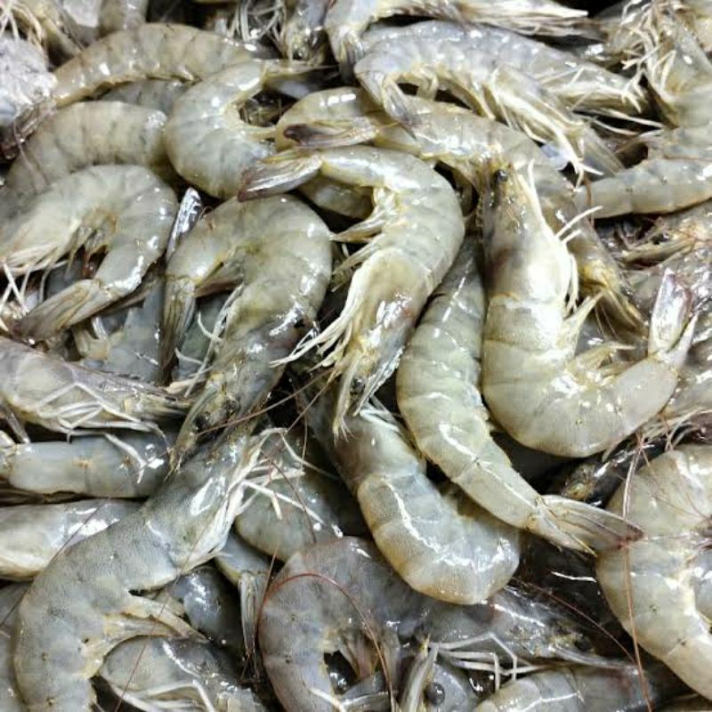 Jual UDANG VANAME BESAR Size 40 50 500gr Shopee Indonesia