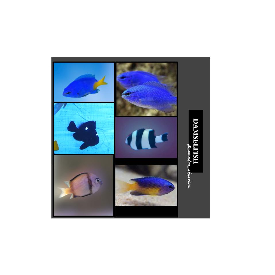 Jual Ikan Hias Air Laut Ikan Nemo Clownfish Betok Angel Fish