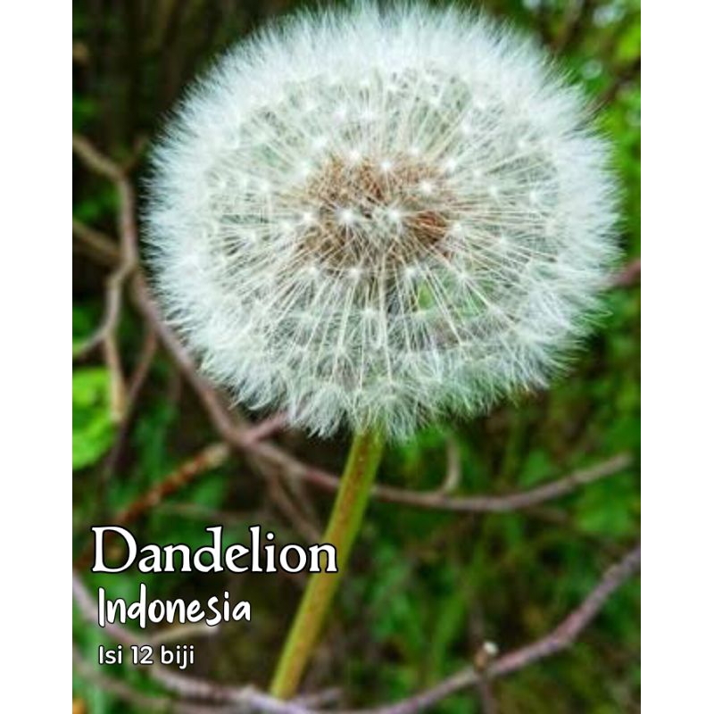 Jual Dandelion Indonesia Benih Shopee Indonesia