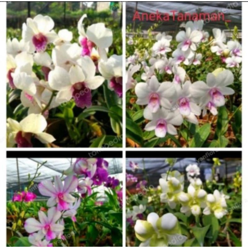 Jual Promo Paket Anggrek Dendrobium Knop Spike Siap Berbunga