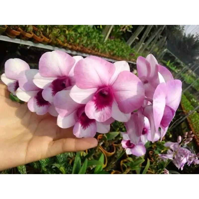 Jual ANGGREK DENDROBIUM PURPLE WATER Sudah Spike Knop SIAP BERBUNGA