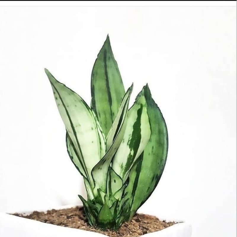 Jual Sansevieria Brazilian Moonshine Shopee Indonesia