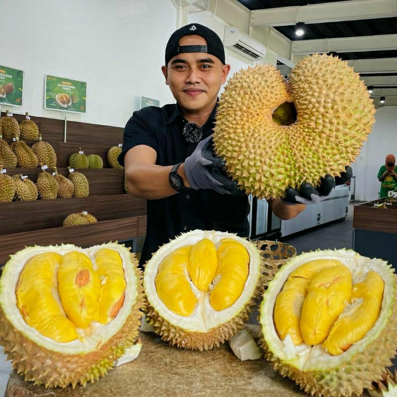 Jual Bibit Durian D24 Tinggi 1 Meter Batang Besar Siap Berbuah Shopee