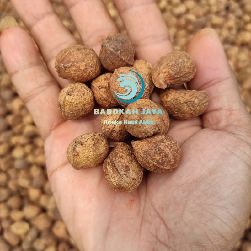 Jual Bibit Benih Kacang Bogor Kering Varietas Unggul Siap Tanam Kg