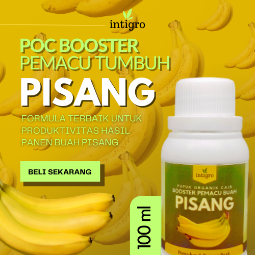 Jual Pupuk Pisang Agar Cepat Berbuah Bagus Booster Pisang Pupuk Organik