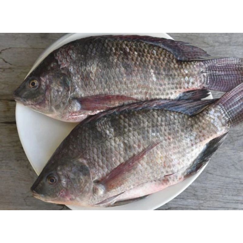 Jual IKAN NILA SEGAR FRESH 1KG Shopee Indonesia