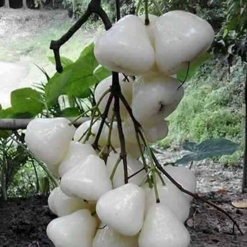 Jual Bibit Jambu Air Kancing Putih Siap Tanam Cepat Berbuah Shopee