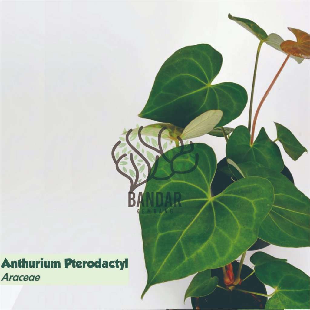 Jual Anthurium Pterodactyl Tanaman Hias Koleksi Esthetik Shopee Indonesia