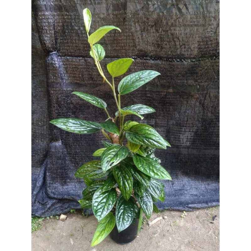 Jual Tanaman Hias Monstera Peru Sirih Badak Shopee Indonesia