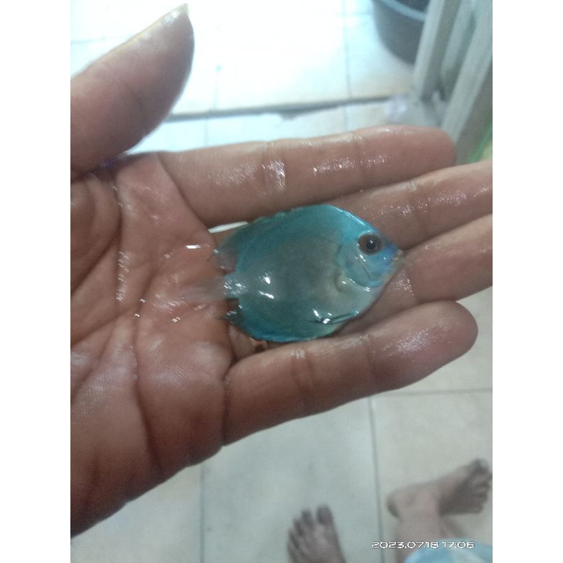 Jual Ikan Diskus Blue Diamond Dan Mozaik Shopee Indonesia