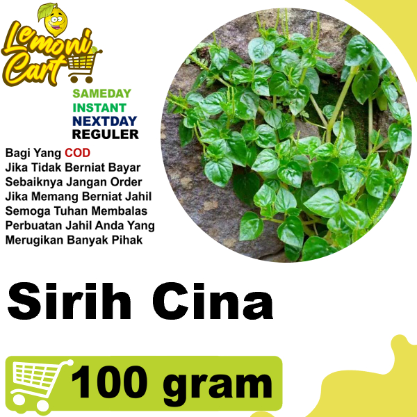 Jual Daun Sirih Cina Tumpang Air Termurah Ketumpang Peperomia Pellucida