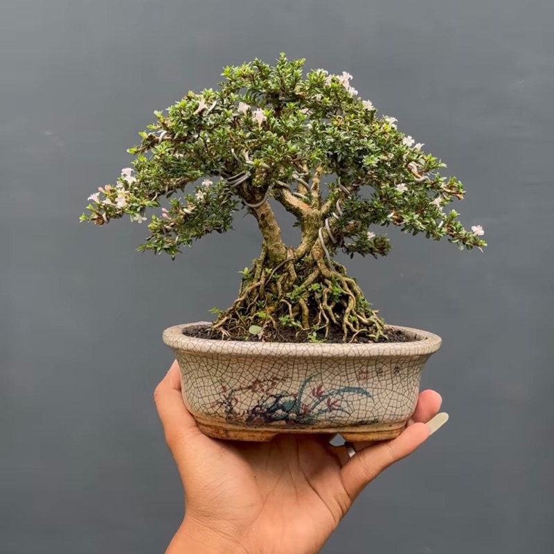 Jual Bonsai Serissa Micro Real Foto Siap Pajang Shopee Indonesia