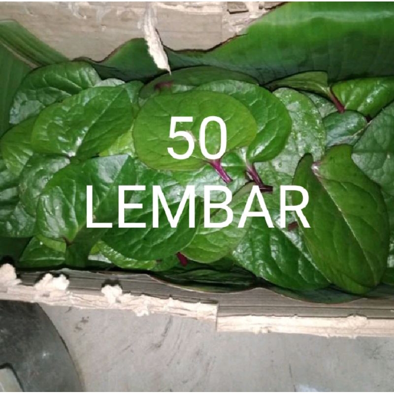 Jual Daun Binahong Merah Segar Lembar Shopee Indonesia