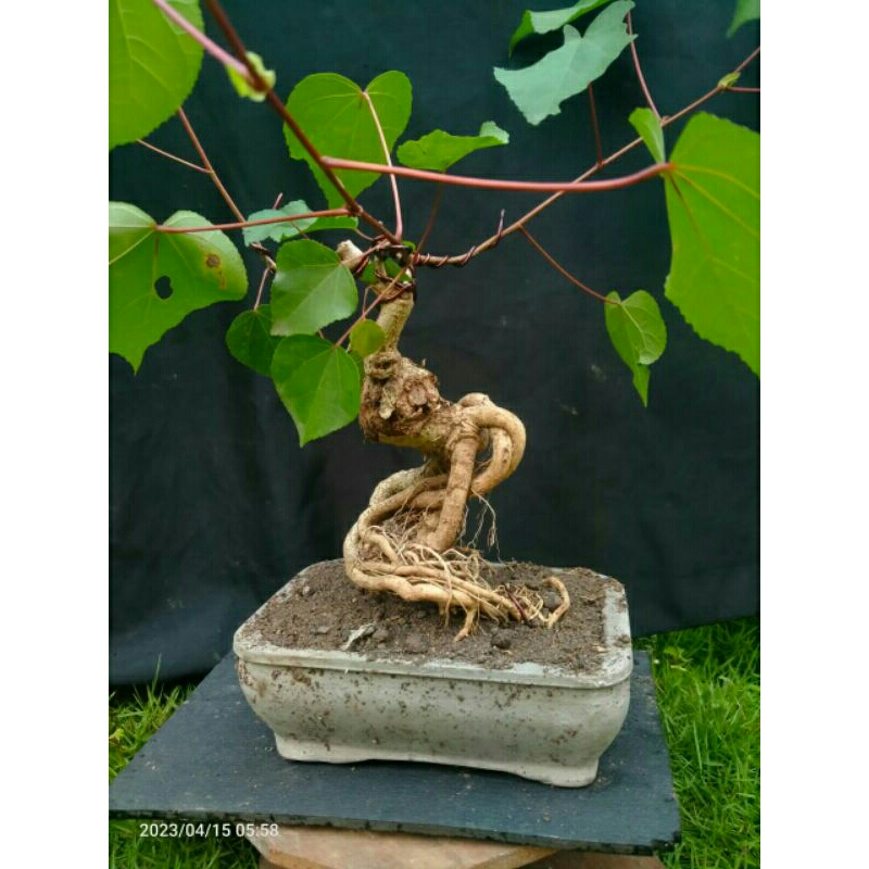 Jual Bahan Bonsai Waru Lokal Siap Di Pajang Warlok Shopee Indonesia