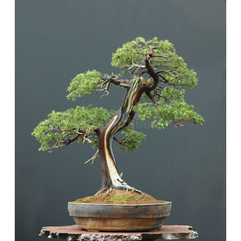 Jual Bahan Bonsai Cemara Duri Juniperus Rigida Ori Shopee Indonesia