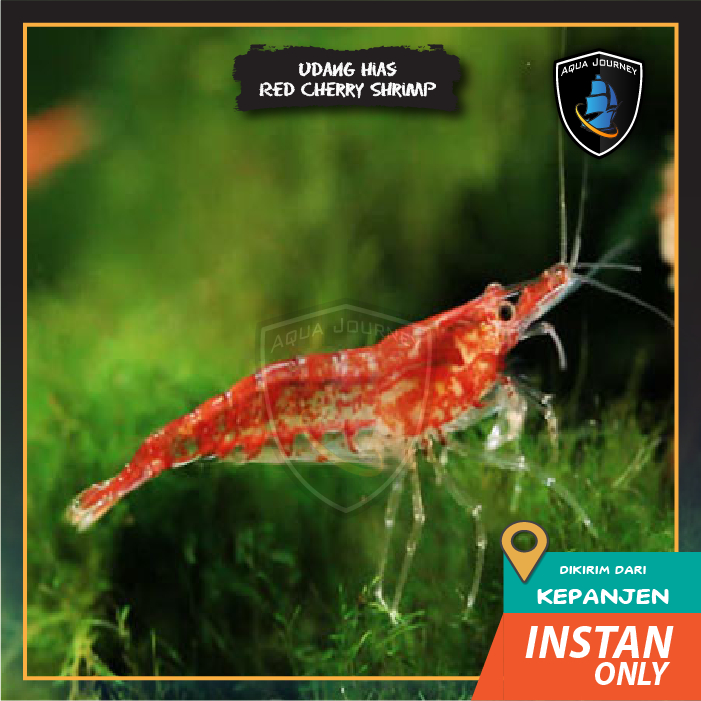 Jual Udang Hias Rcs Red Cherry Shrimp Aquascape Pemakan Algae Shopee