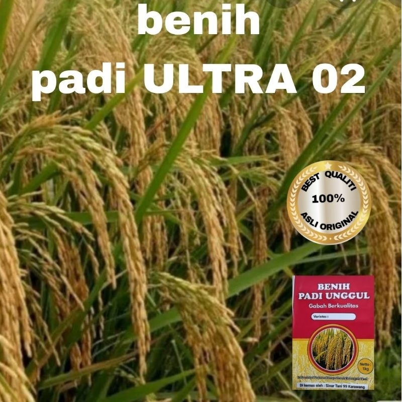 Jual BENIH PADI ULTRA 02 UNGGUL KUALITAS 1kg Shopee Indonesia