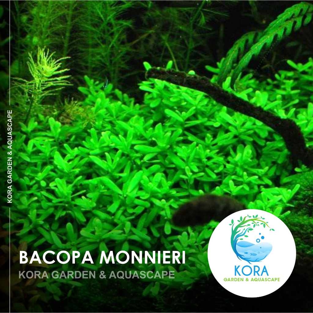 Jual Bacopa Monnieri Tanaman Air Aquascape Aquarium Kolam Low