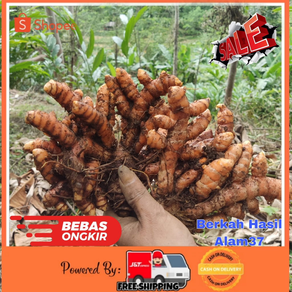 Jual Kunyit Koneng Segar Fresh Kg Shopee Indonesia