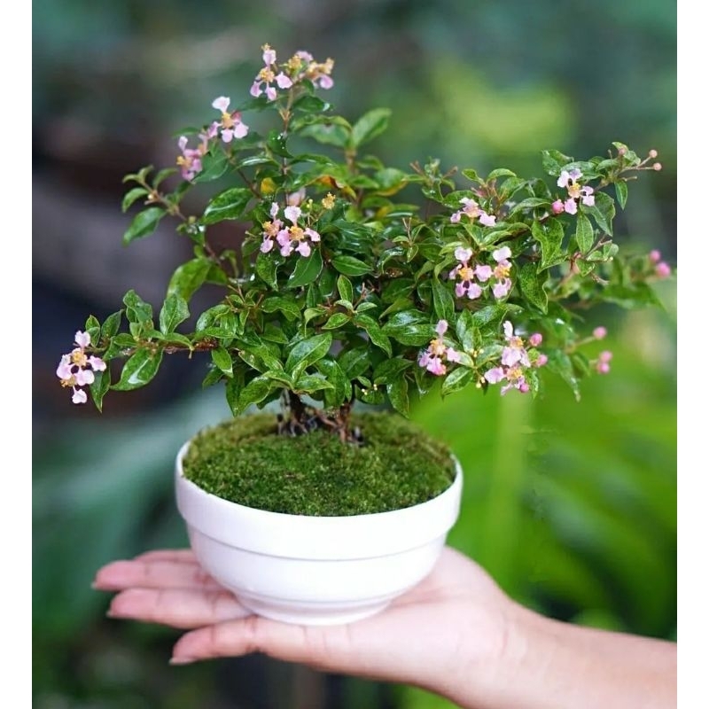 Jual Bonsai Mame Sakura Micro Bahan Karakter Unggulan Batang Kuat Sudah