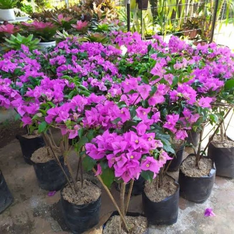 Jual Tanaman Bibit Bonsai Bunga Bougenville SGP Singapur Banyak Warna