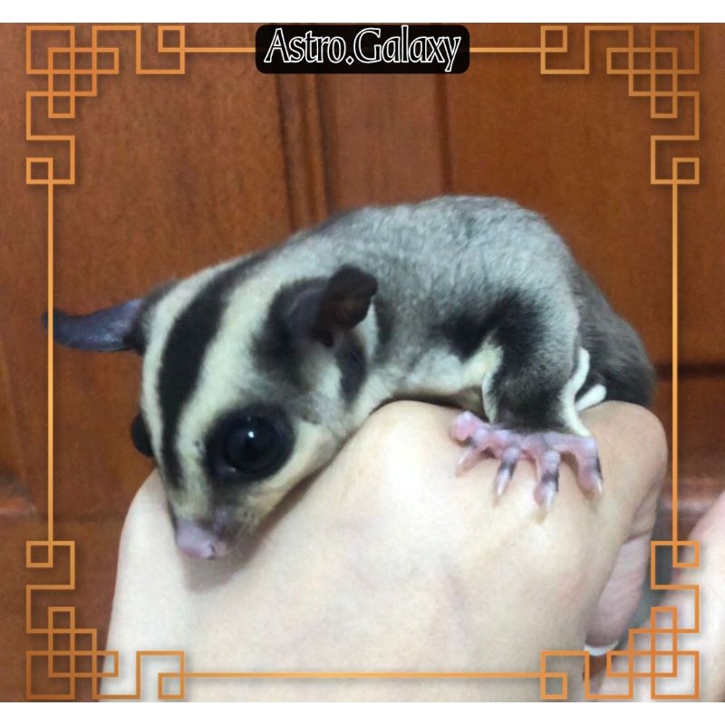 Jual Sg Sugar Glider Murah Sg Jantan Sugar Glider Betina Sg Betina