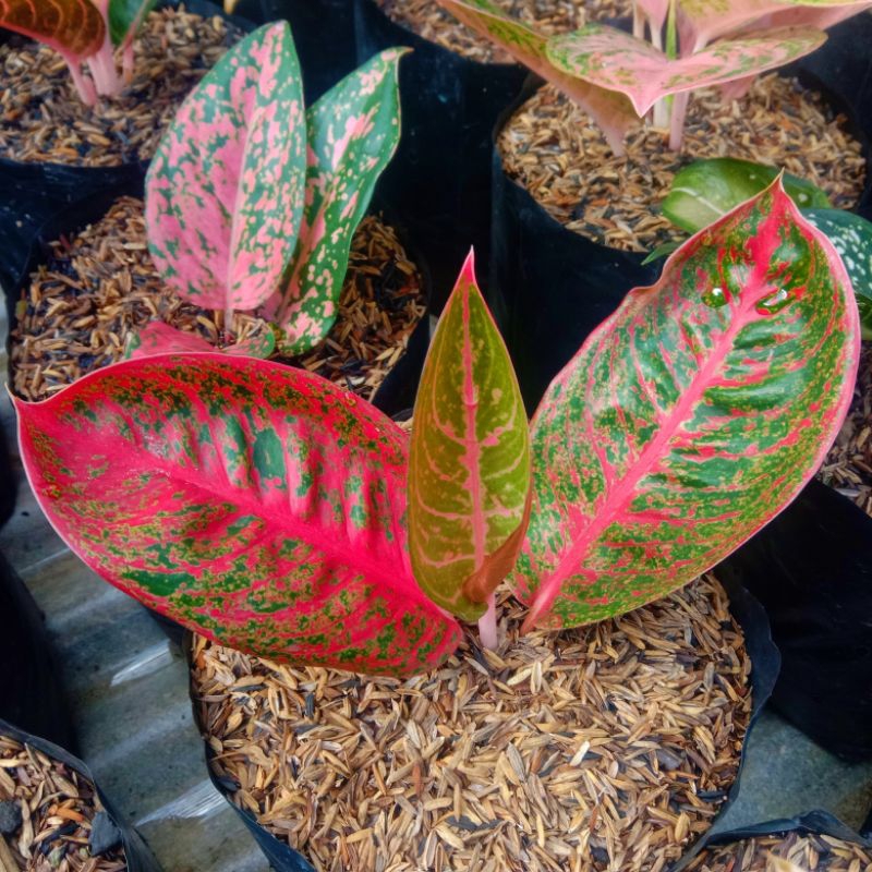 Jual Aglaonema Rosalina Shopee Indonesia