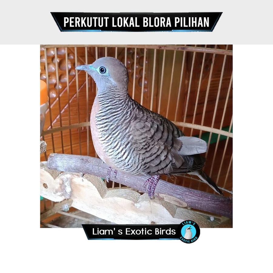 Jual Burung Perkutut Lokal Ori Asli Blora Pilihan Jnt Shopee Indonesia