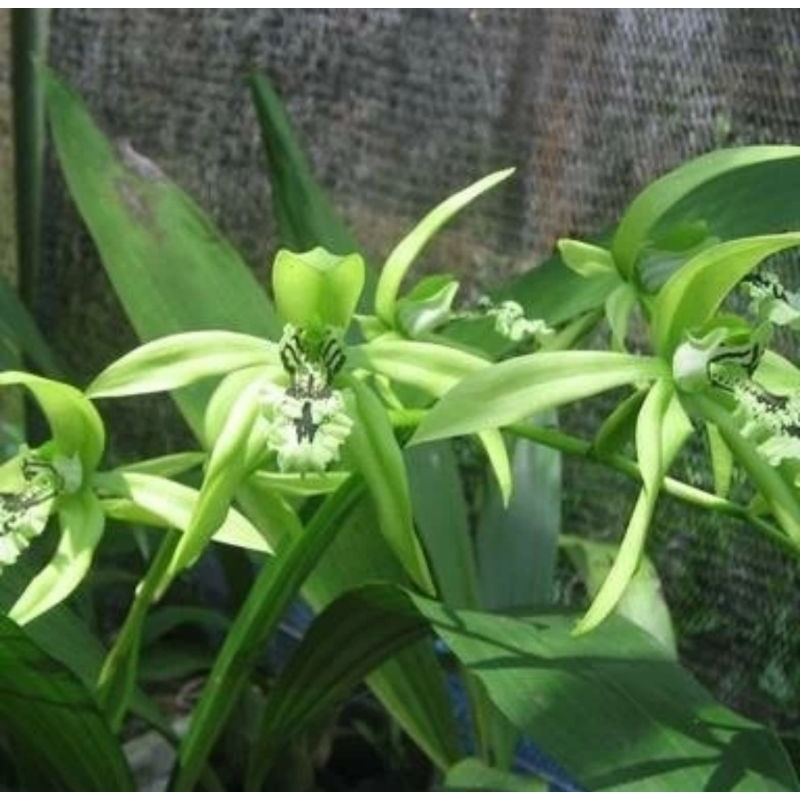 Jual Anggrek Hitam Coelogyne Pandurata Shopee Indonesia