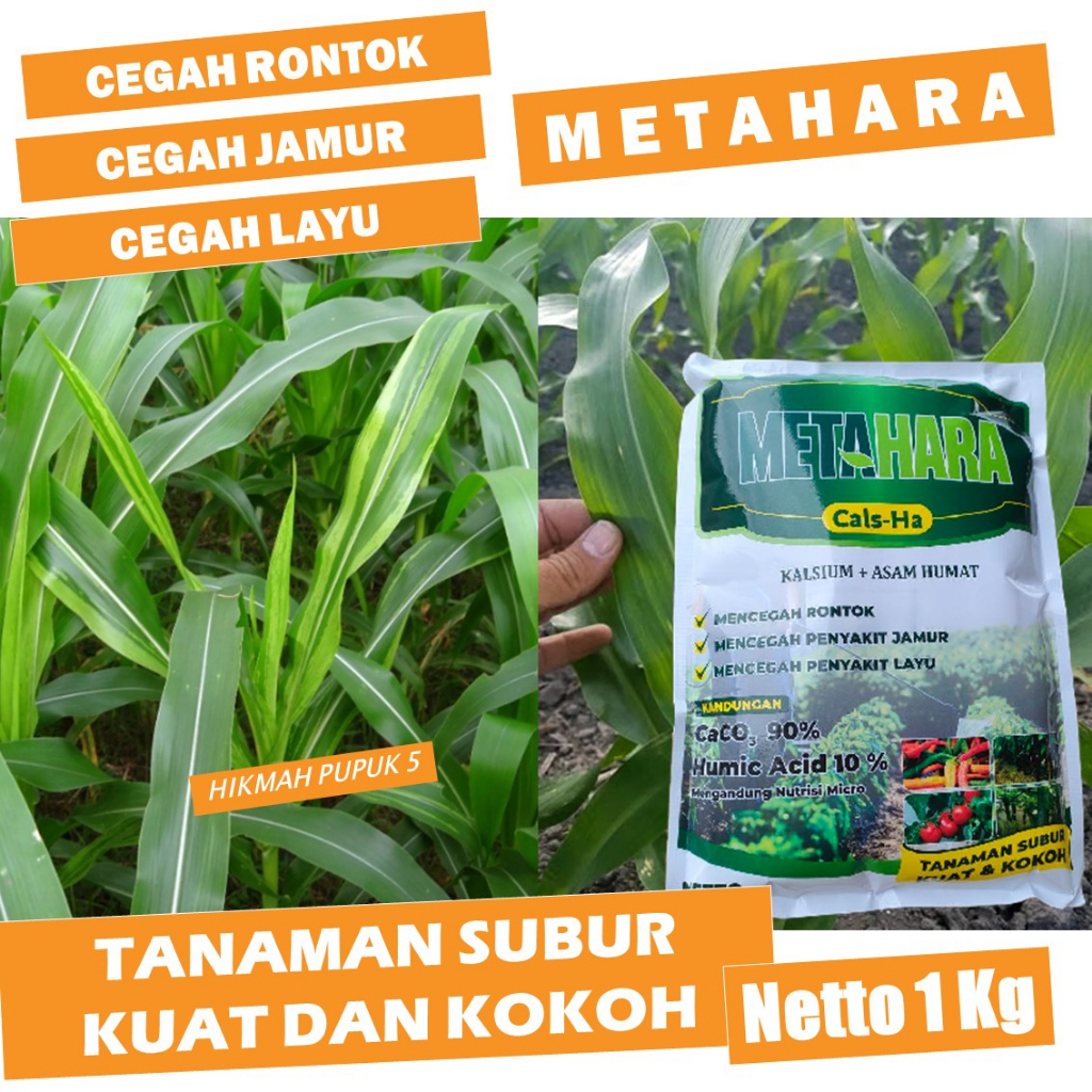 Jual Pupuk Bulai Pada Jagung Organik Mengatasi Kerdil Kuning Daun