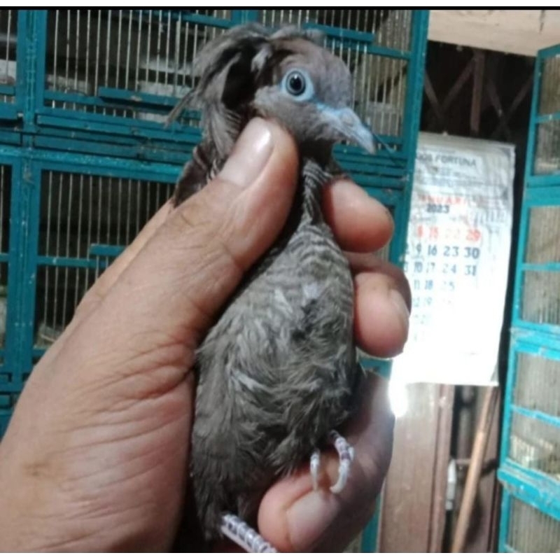 Jual Burung Perkutut Cemani Songgo Ratu Pilihan Shopee Indonesia