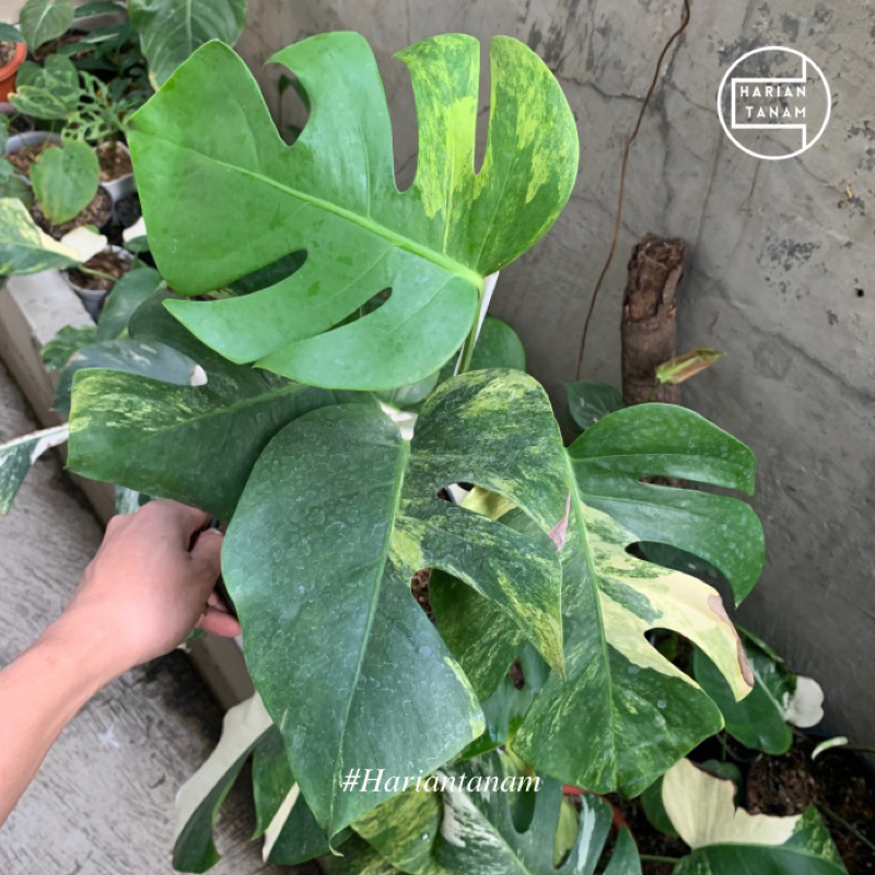 Jual Monstera Borsigiana Aurea Marmorata Variegata Include Pot