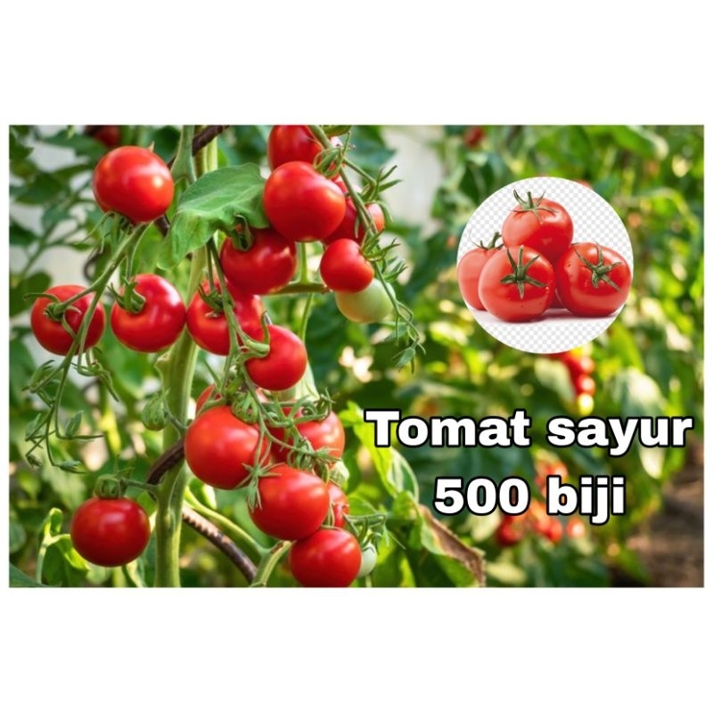 Jual Benih Biji Tomat Sayur 500 Biji Shopee Indonesia