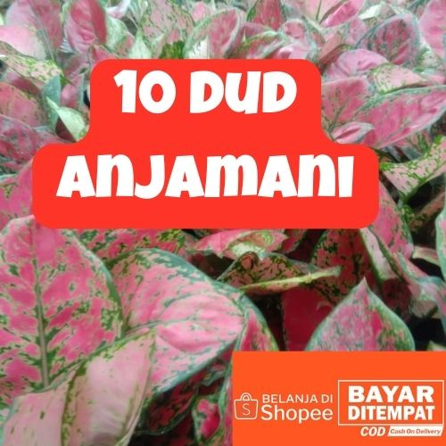 Jual Paket Aglonema Tanaman Hias Ceria 10 Dud Anjamani Shopee Indonesia