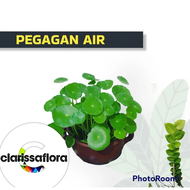 Jual Pegagan Air Tanaman Herbal Daun Tapak Kuda Daun Antanan Shopee