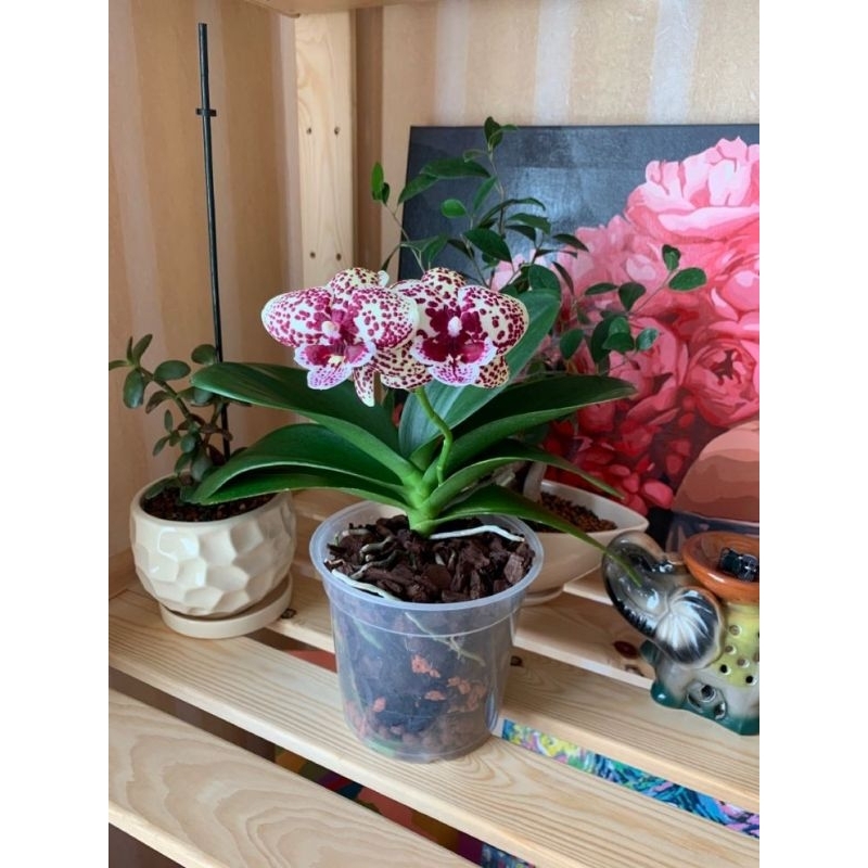 Jual Anggrek Bulan Hybrid Phal Shopee Indonesia