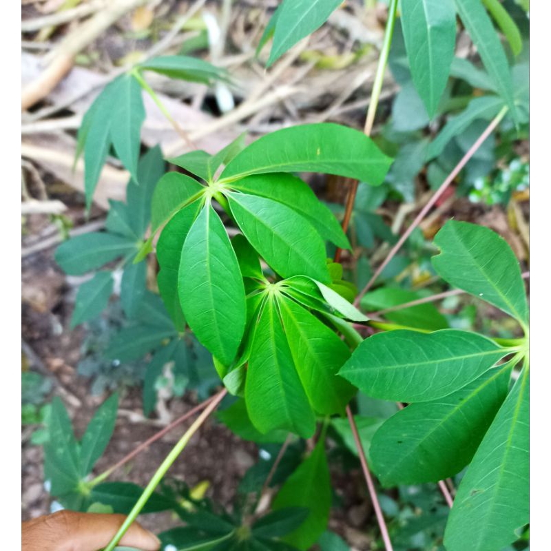 Jual Daun Randu Segar Atau Daun Pohon Kapas Gr Shopee Indonesia