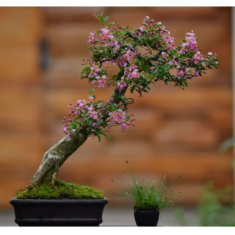 Jual Bonsai Mame Sakura Micro Sudah Bisa Berbunga Karakter Unggulan