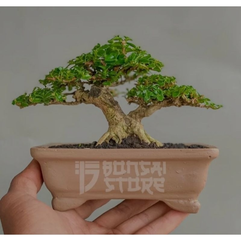 Jual Bahan Bonsai Sancang Shopee Indonesia