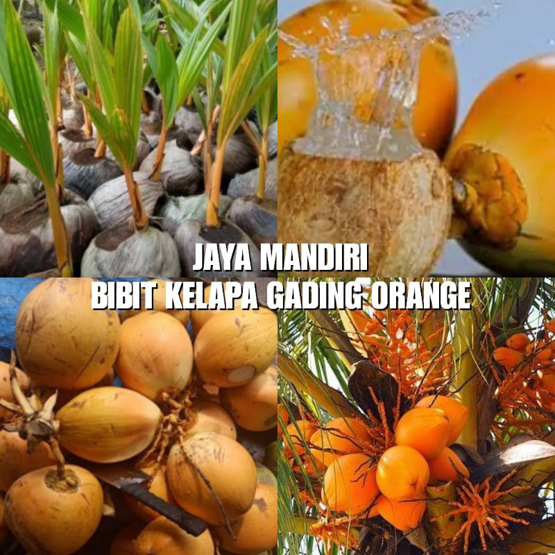 Jual Bibit Kelapa Gading Orange Genjah Shopee Indonesia