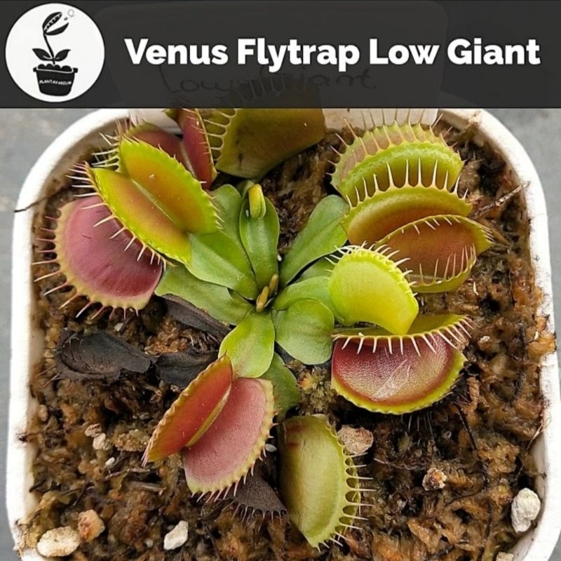 Jual Tanaman Karnivora Venus Fly Trap VFT Low Giant Shopee Indonesia