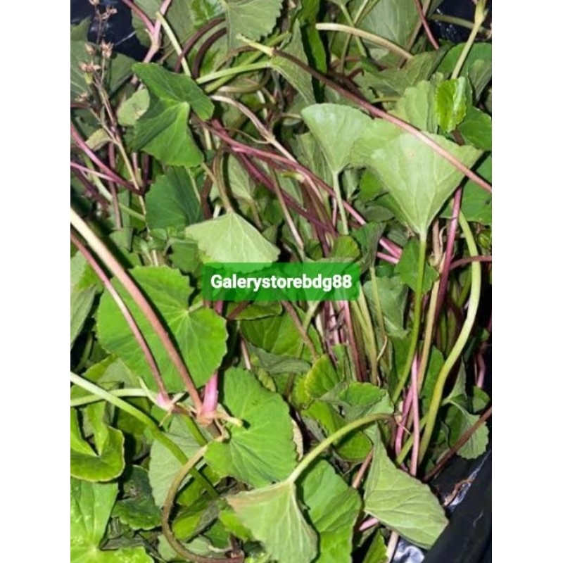 Jual Daun Pegagan Merah Daun Tapak Kuda Merah Segar Kg Shopee Indonesia