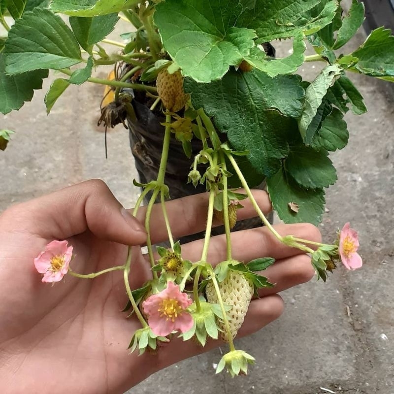 Jual Bibit Tanaman Strawberry MERLAN Jumbo Berbuah Berbunga Shopee