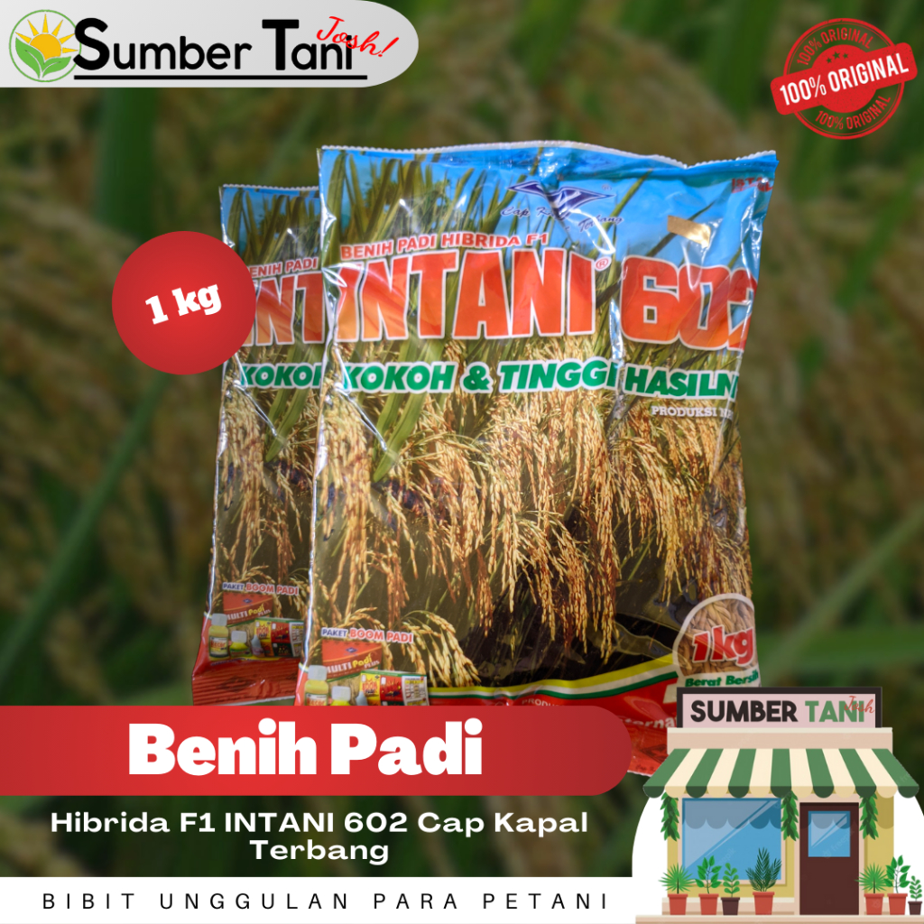 Jual Benih Padi Hibrida INTANI 602 Kemasan 1kg Cap Kapal Terbang